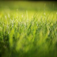 свежескошеннаятрава4