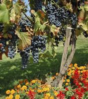 виноградный сад