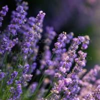 [Downloader.la]-62bc3e5a3a265