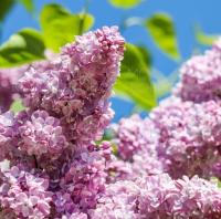 [Downloader.la]-6317289d5e0b9