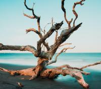 древесно-морская