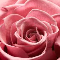 212 VIP Rose - Carolina Herrera 3