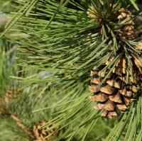 свежестьсосны3