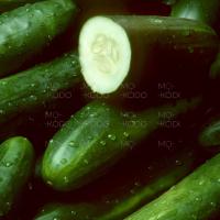 огурец4