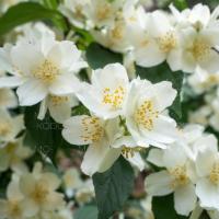 [Downloader.la]-62bc40cab5022