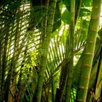 Бамбуковое дерево