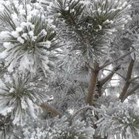 Морозная хвоя