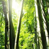 Бамбуковое дерево2