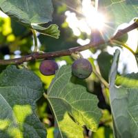 Инжирное дерево