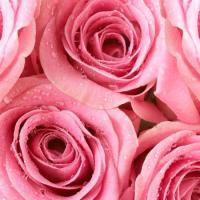 212 VIP Rose - Carolina Herrera 24