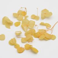 Гортензия желтая сухоцвет