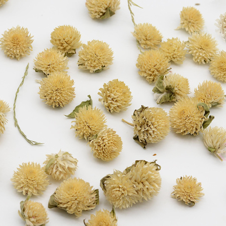 клевер желтый сухоцвет