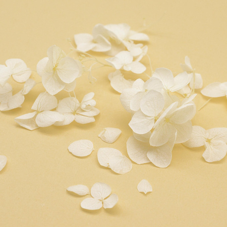 Гортензия белая сухоцвет