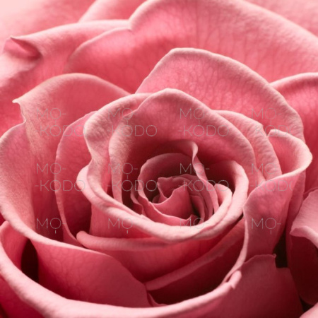 212 VIP Rose - Carolina Herrera 3