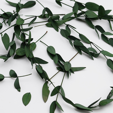 Тонколистный эвкалипт сухоцвет