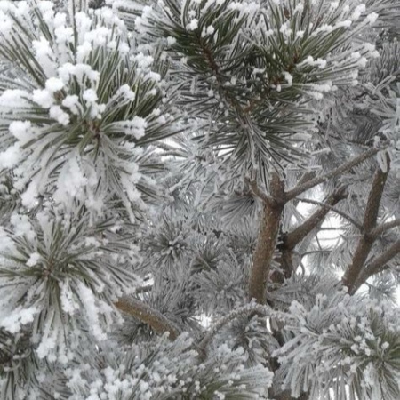 Морозная хвоя