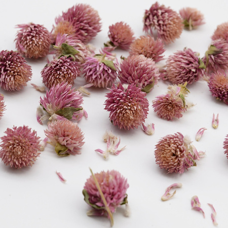 клевер розовый сухоцвет