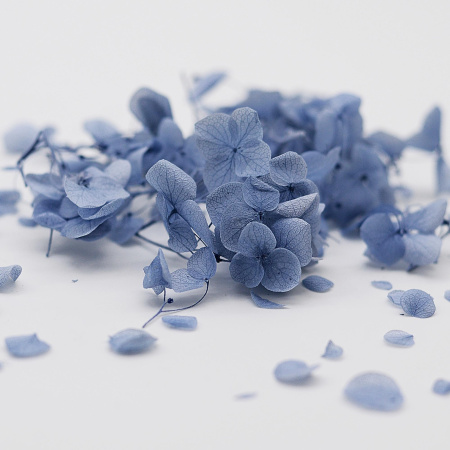 Гортензия голубая сухоцвет