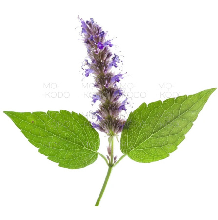 otdushka_pachulievoe_derevo