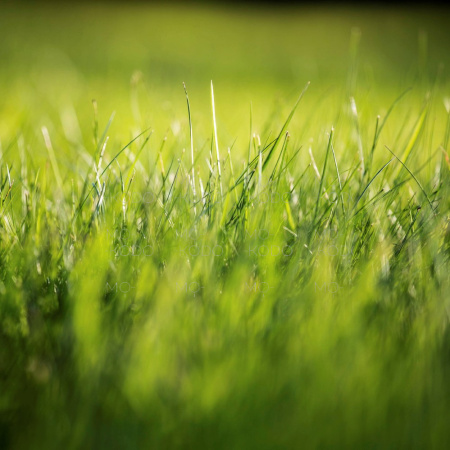 свежескошеннаятрава4