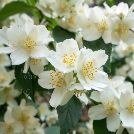 [Downloader.la]-62bc40cab5022