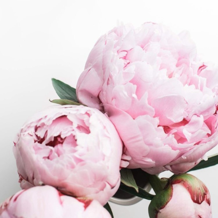 Нежный пион