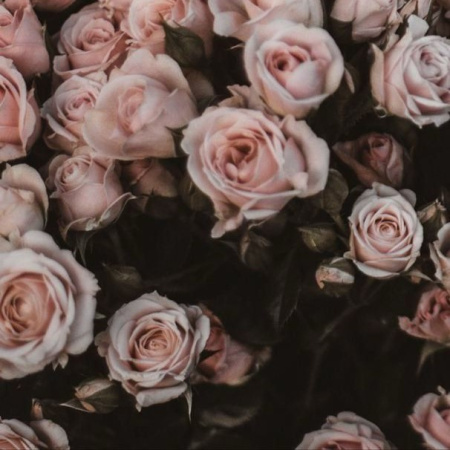 французская роза