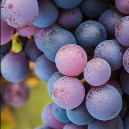 виноград изабелла5554