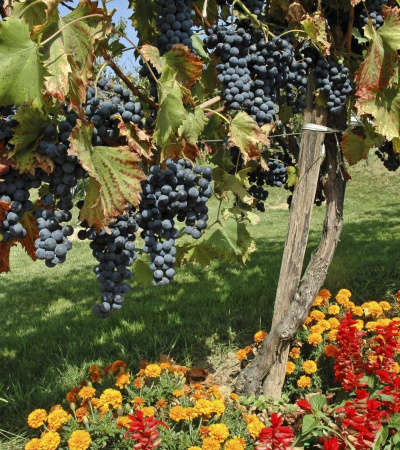 виноградный сад