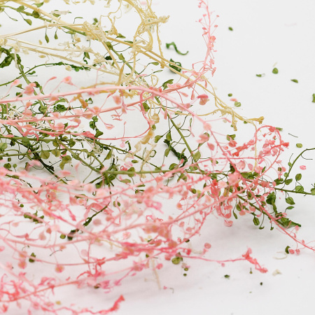 Ярутка полевая микс цветов