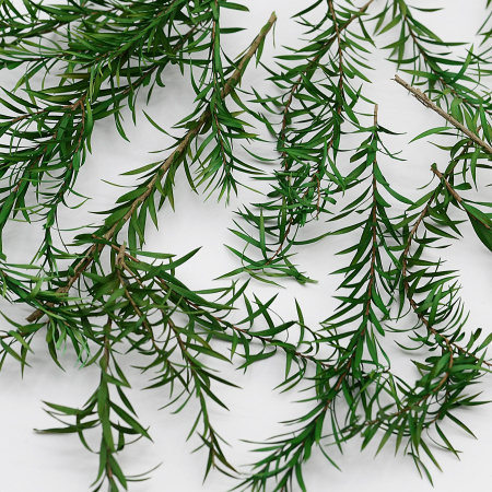 Австралийское чайное дерево