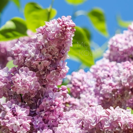 [Downloader.la]-6317289d5e0b9